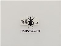 藏品(長錐象鼻蟲科)的圖片